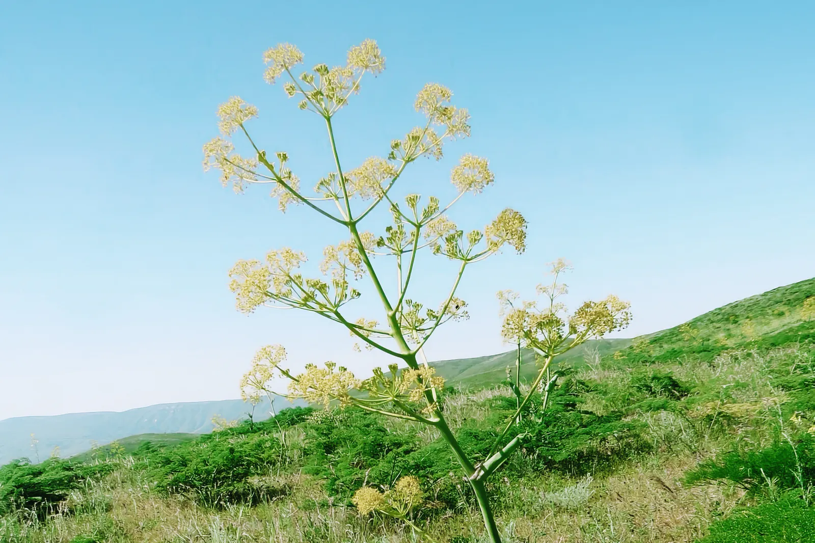 Ferula tenuisecta — растението зад Феруланин